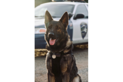 Redding Police: K9 Officer Otto Makes Two Arrests in 24 Hours