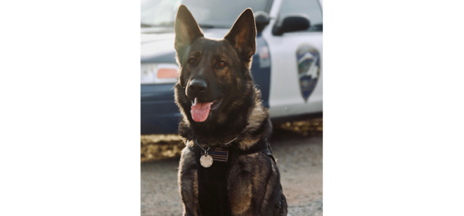 Redding Police: K9 Officer Otto Makes Two Arrests in 24 Hours