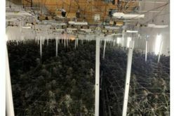 3 Million in Illegal Cannabis Confiscated