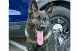 K9 Duke locates Suspect in Attic