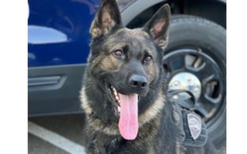 K9 Duke locates Suspect in Attic