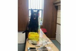 K9 Lt. Kai Nabs Suspected Narcotics Dealer