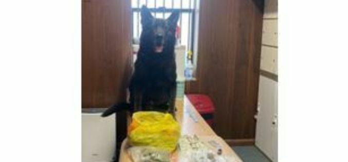 K9 Lt. Kai Nabs Suspected Narcotics Dealer