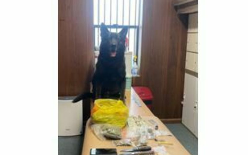 K9 Lt. Kai Nabs Suspected Narcotics Dealer