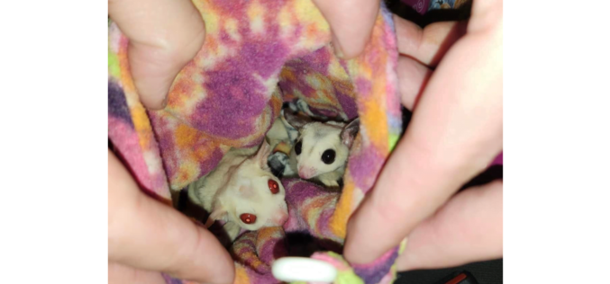 CHP Officers Reportedly Find Two Sugar Gliders in DUI Suspect’s Vehicle