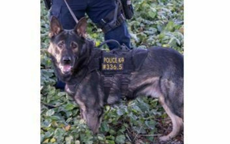 Police K9 Unit Helps Rescue Missing Autistic Child