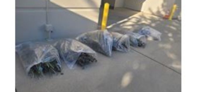 Redding PD Arrests Suspect for Marijuana Theft