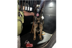 K9 Detects Drugs in Car, Leads to Narcotics Arrest