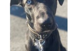 San Francisco Police Request Public’s Assistance in Locating Pet Dog Stolen in Armed Robbery