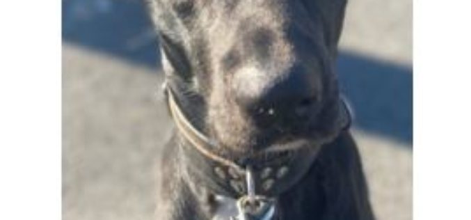 San Francisco Police Request Public’s Assistance in Locating Pet Dog Stolen in Armed Robbery