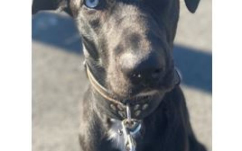 San Francisco Police Request Public’s Assistance in Locating Pet Dog Stolen in Armed Robbery