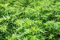 Placer SD Makes Several Arrests in Illegal Marijuana Grow Operation