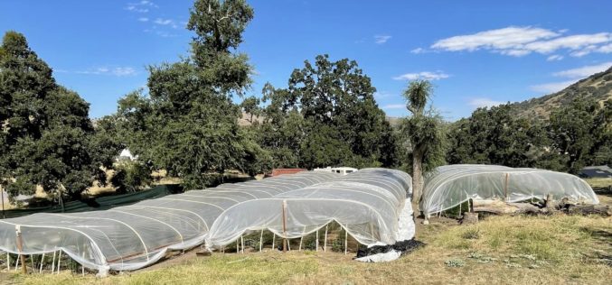 Man Arrested in Connection with Unlawful Cannabis Grow in Kern County