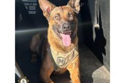 K9 Unit Detains Suspect with Drugs and Weapons