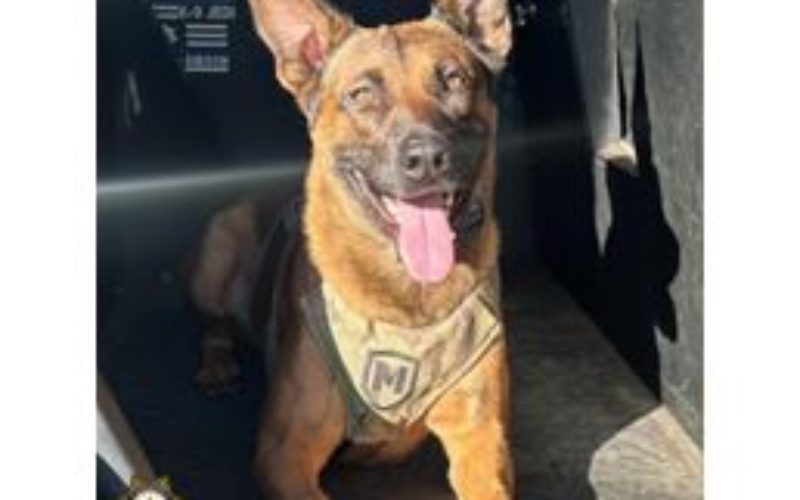 K9 Unit Detains Suspect with Drugs and Weapons