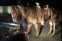 Man Arrested for DUI on Horseback