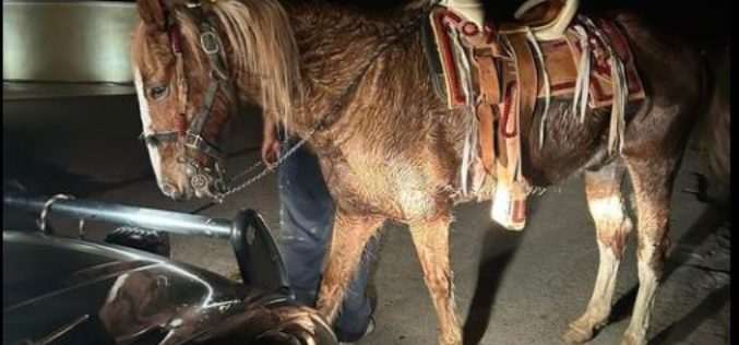 Man Arrested for DUI on Horseback