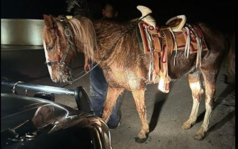 Man Arrested for DUI on Horseback