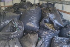 Box Truck Driver Cited for Possession of Unlawfully Cultivated Cannabis in Siskiyou County