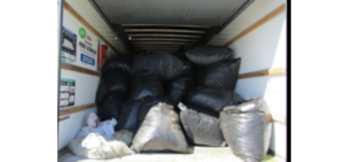 Large Illegal Marijuana Bust in Corning