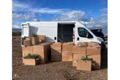 Siskiyou County Authorities Reportedly Intercept Illegally Grown Cannabis Plants En Route to Oregon