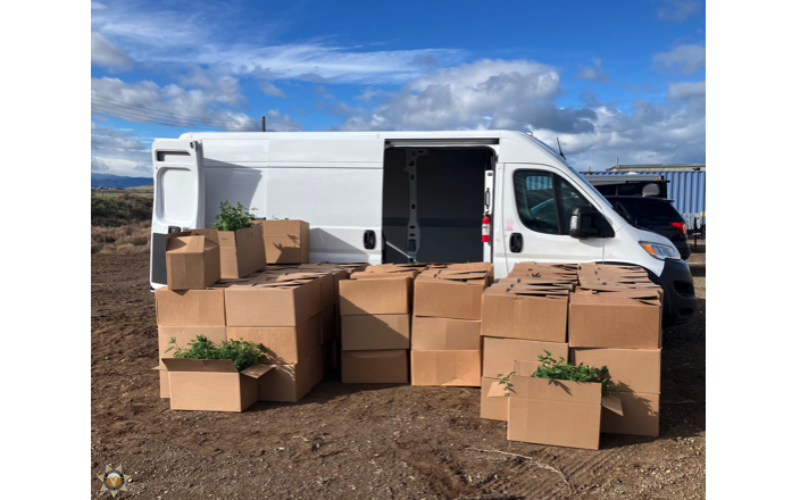 Siskiyou County Authorities Reportedly Intercept Illegally Grown Cannabis Plants En Route to Oregon