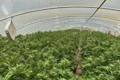 Yuba County Authorities Dismantle Four Illegal Cannabis Cultivation Operations