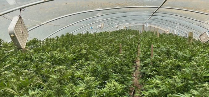 Yuba County Authorities Dismantle Four Illegal Cannabis Cultivation Operations