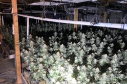 Authorities Bust Underground Cannabis Grow in Kern County