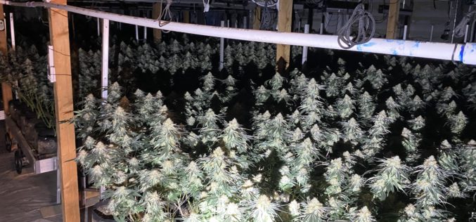 Authorities Bust Underground Cannabis Grow in Kern County