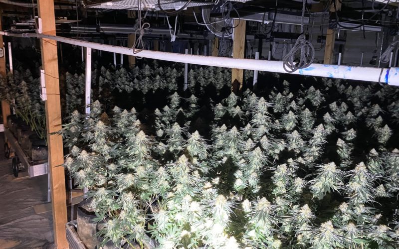 Authorities Bust Underground Cannabis Grow in Kern County