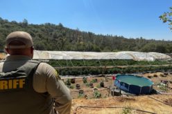 Nevada County Authorities Dismantle Illegal Cannabis Operations