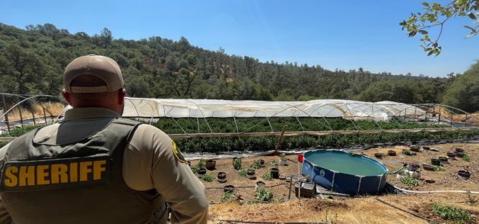 Nevada County Authorities Dismantle Illegal Cannabis Operations