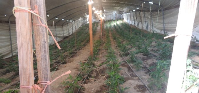 Calaveras County Authorities Dismantle Illegal Cannabis Cultivation Operation, Three Arrested