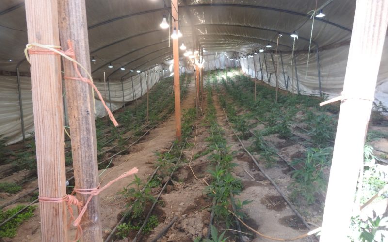 Calaveras County Authorities Dismantle Illegal Cannabis Cultivation Operation, Three Arrested