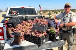 Traffic Stop Leads TCSO Ag Detectives to Hundreds of Dollars in Stolen Grapes