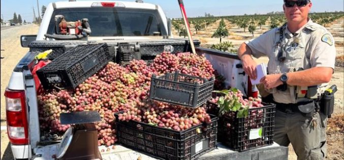 Traffic Stop Leads TCSO Ag Detectives to Hundreds of Dollars in Stolen Grapes