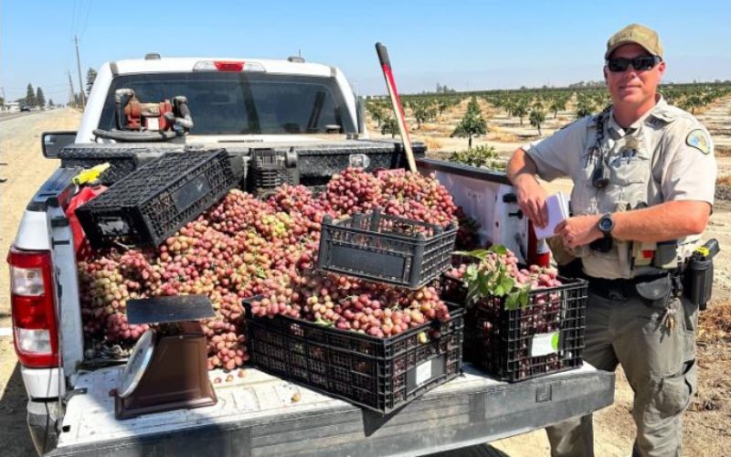 Traffic Stop Leads TCSO Ag Detectives to Hundreds of Dollars in Stolen Grapes