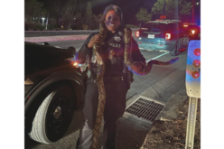 Vacaville Police Reportedly Find 10-Foot Python in Pursuit Suspect’s Vehicle