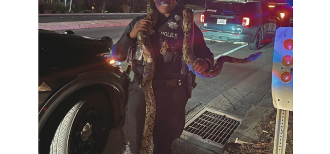 Vacaville Police Reportedly Find 10-Foot Python in Pursuit Suspect’s Vehicle