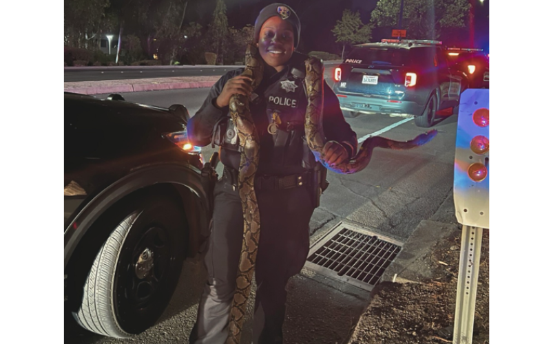 Vacaville Police Reportedly Find 10-Foot Python in Pursuit Suspect’s Vehicle