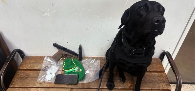 K9 Maui Leads Officers to Arrest Two Suspects with Drugs and Ghost Gun