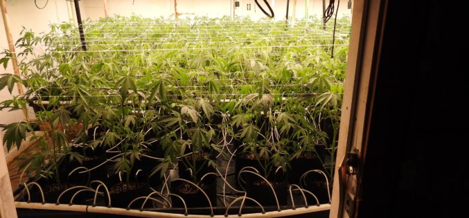 Traffic Stop Reportedly Leads to Discovery of Illegal Indoor Cannabis Grow Operation in Calaveras County